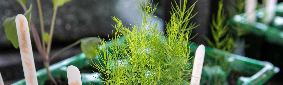 Asparagus Seeds
