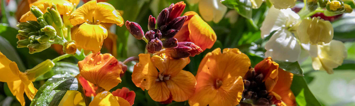 Wallflower Seeds