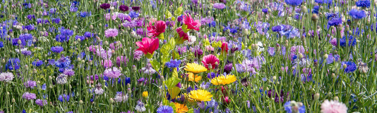 Wildflower Seeds