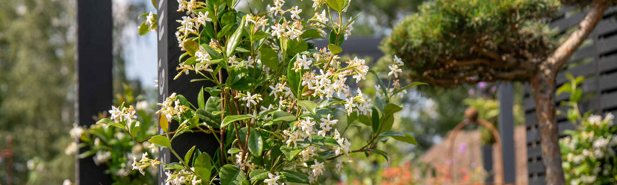 2 Litre and above Climbers