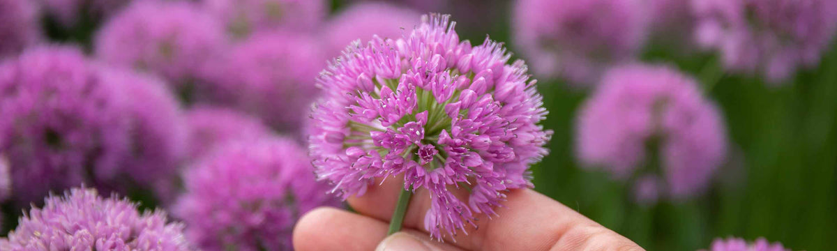 Allium Bulbs