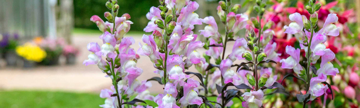 Antirrhinum Plants