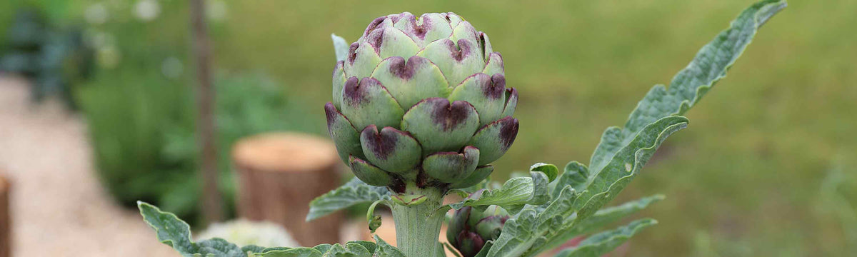 Artichoke Plants