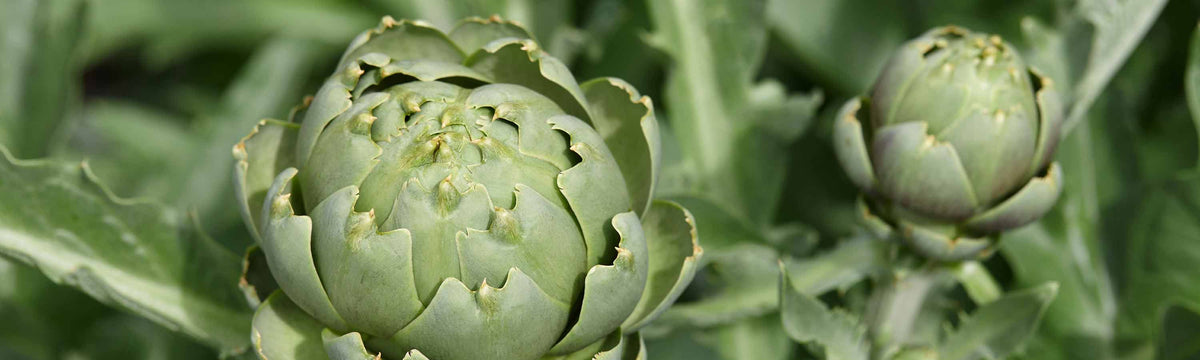 Artichoke Seeds