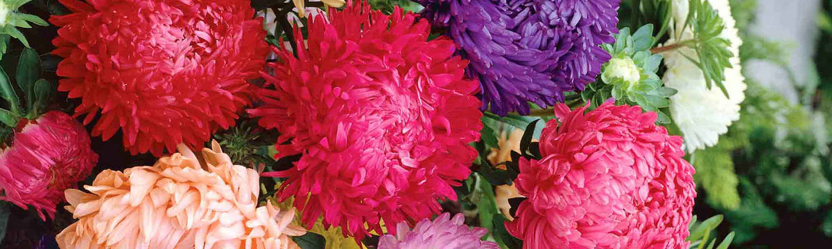 Aster Seeds