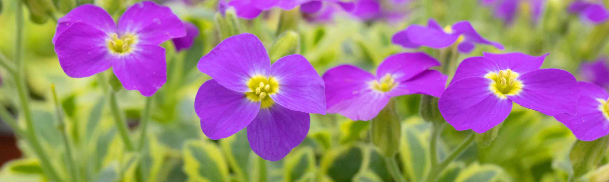 Arabis & Aubrieta Plants