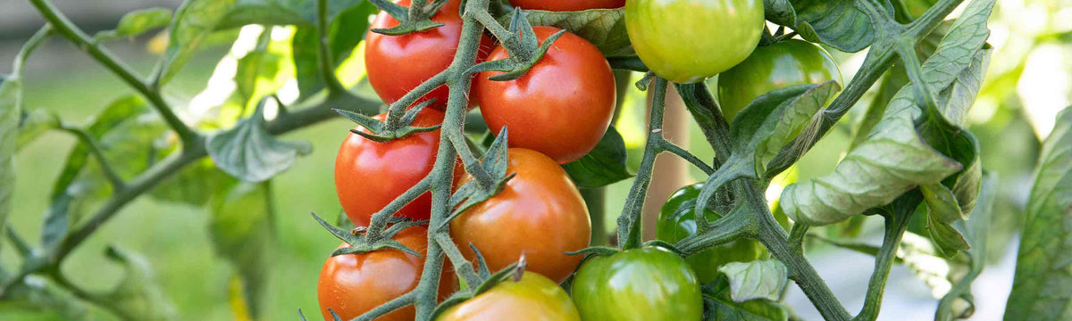 Tomato Growing Accessories