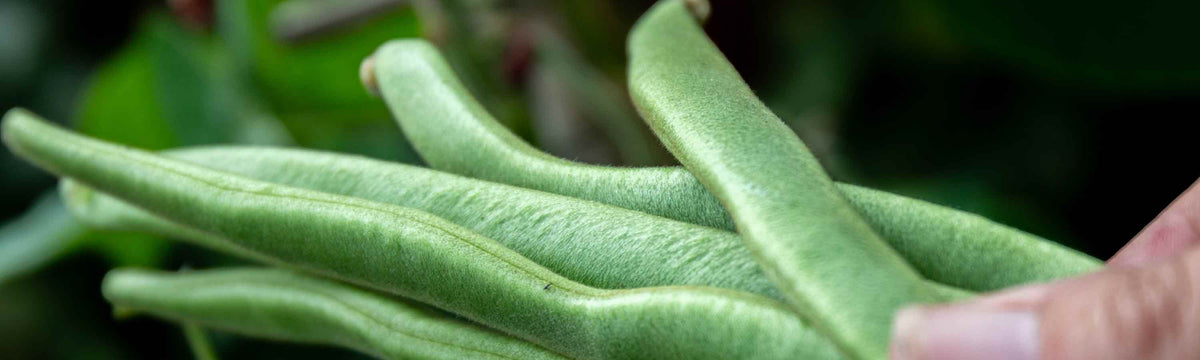 Bean Plants