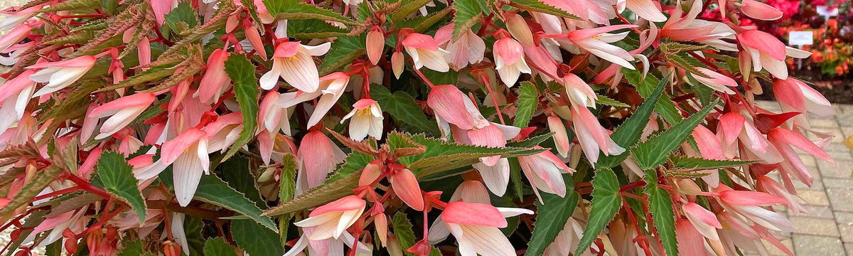 Begonia Plants