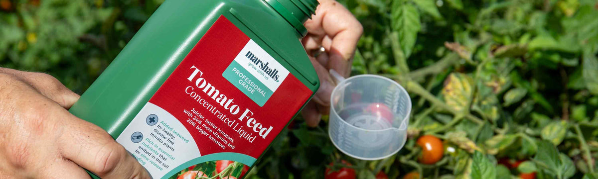 Tomato Plant Feeds