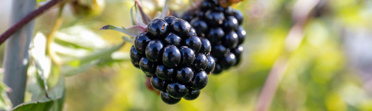 Blackberry Bushes
