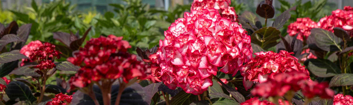 Hydrangea plants