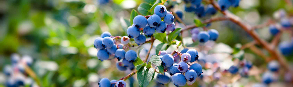 Blueberry Bushes