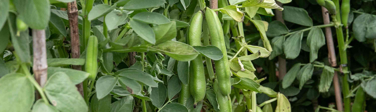 Broad Bean Plants