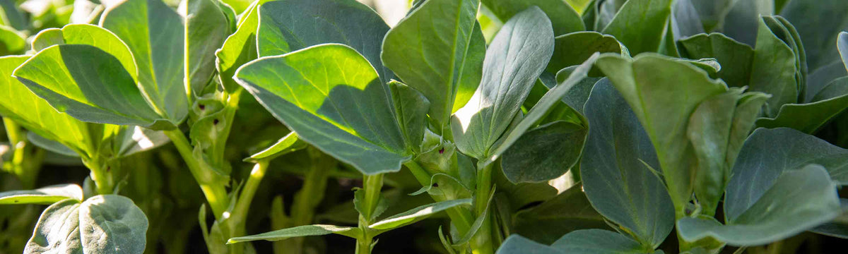 Broad Bean Seeds