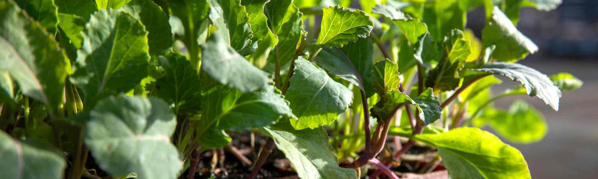 Broccoli & Calabrese Seeds