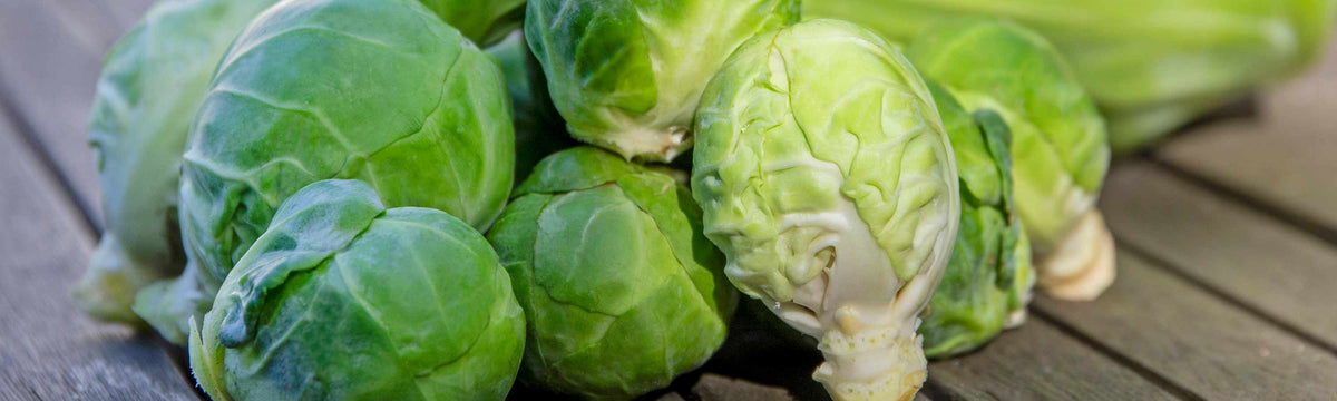 Brussel Sprout Plants
