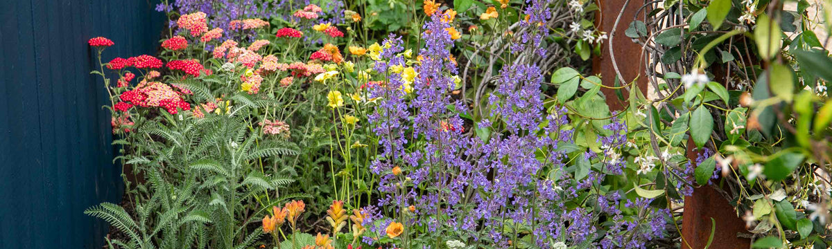 Border Plants