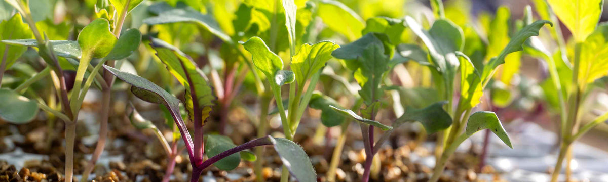Cabbage Seeds