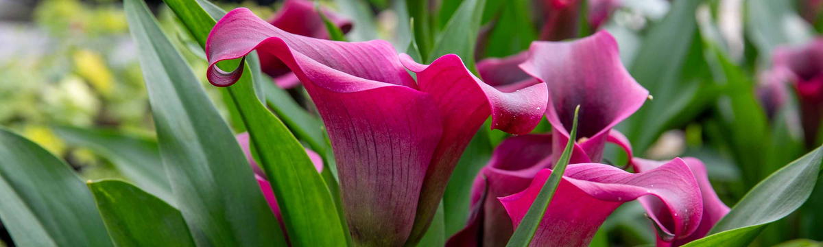 Calla Lily