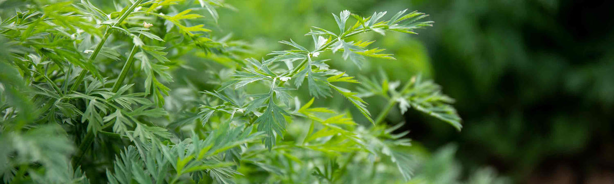 Carrot Seeds