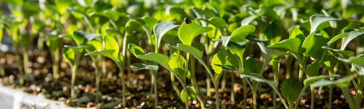 Cauliflower Seeds