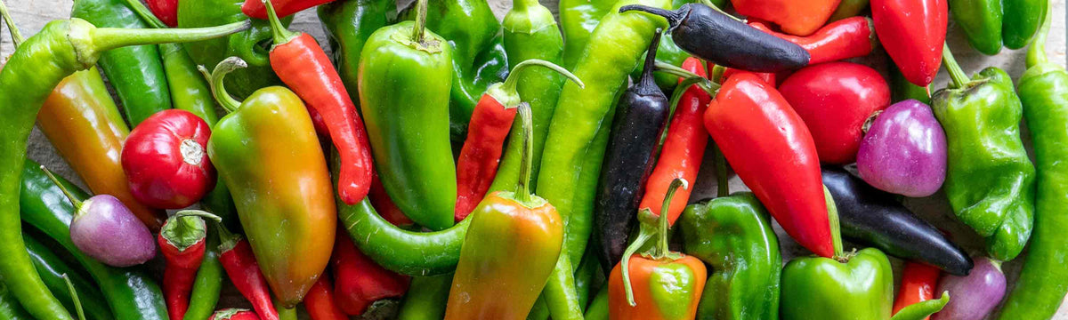 Chilli Seeds
