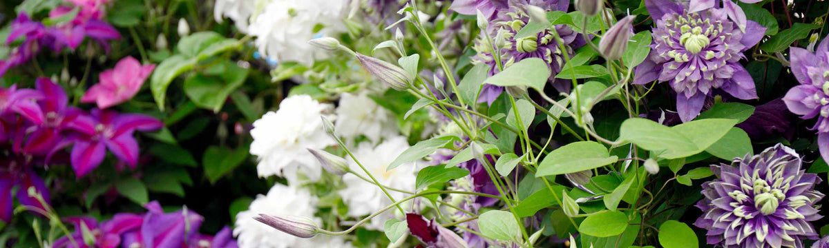 Clematis Plants