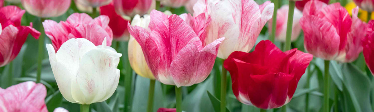 Colour Changing Flowers