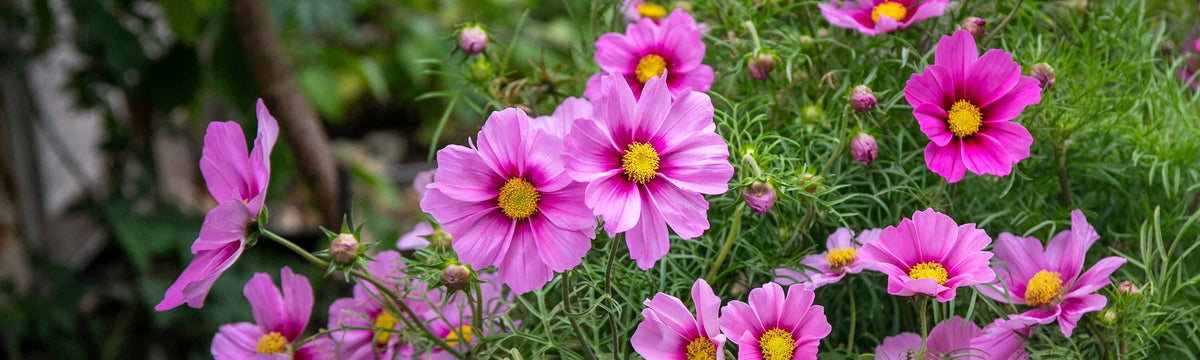 Cosmos Plants