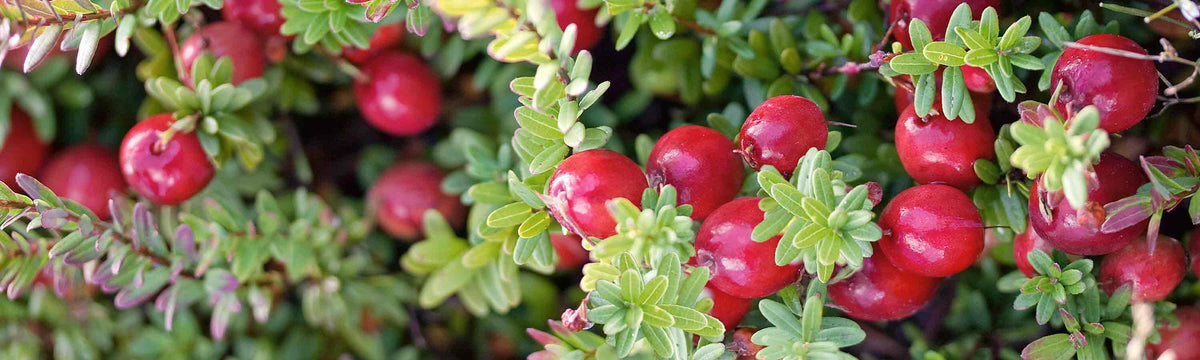 Cranberry Bushes