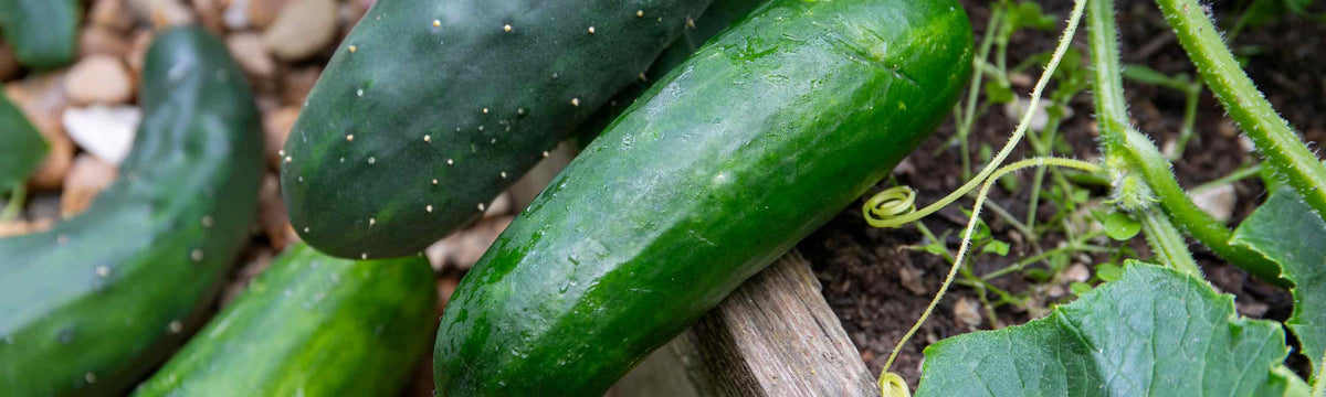 Cucumbers-growing