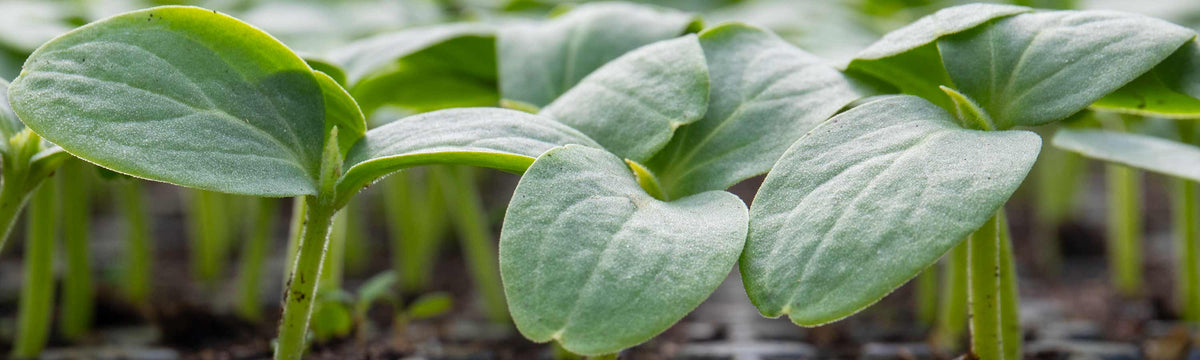Cucumber Seeds