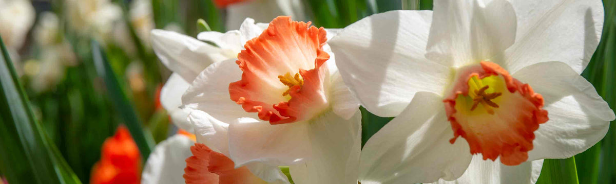 Daffodil Bulbs