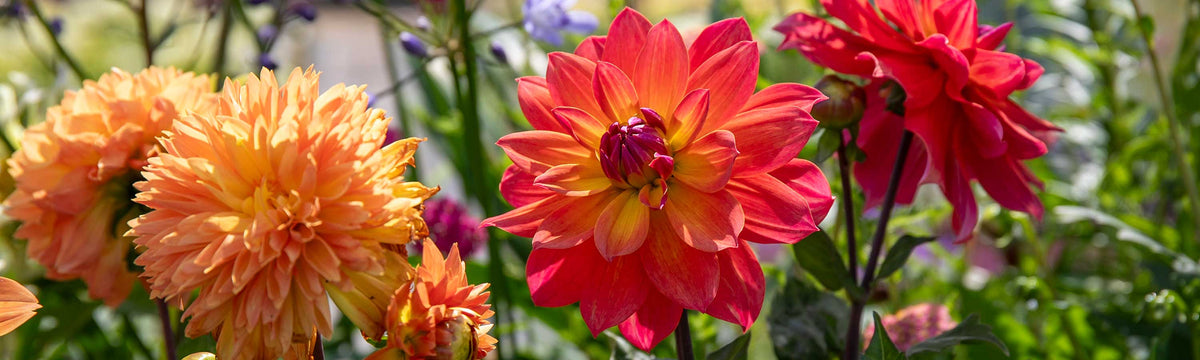 Dahlia Plants in Garden
