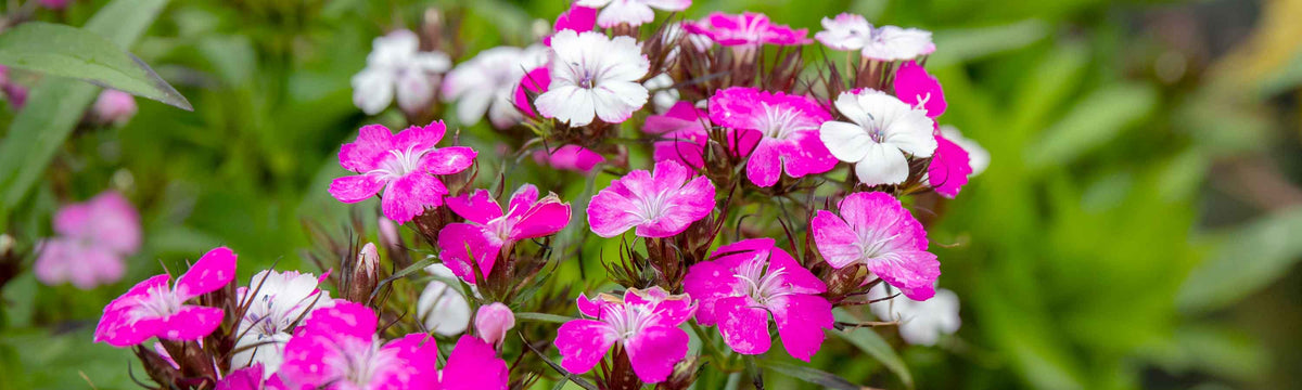 Dianthus Plants