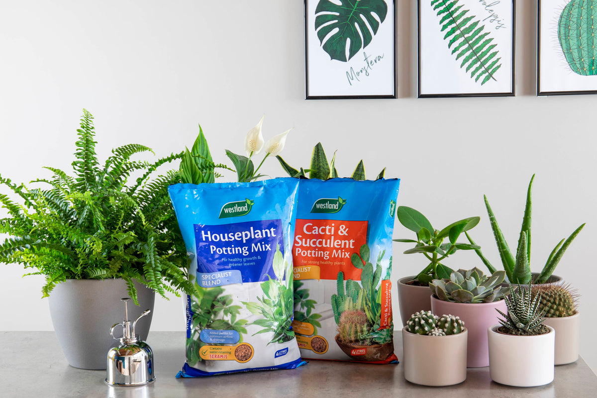 Houseplant Compost
