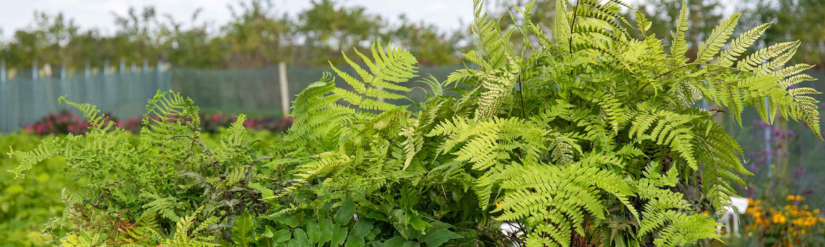 Ferns & Foliage