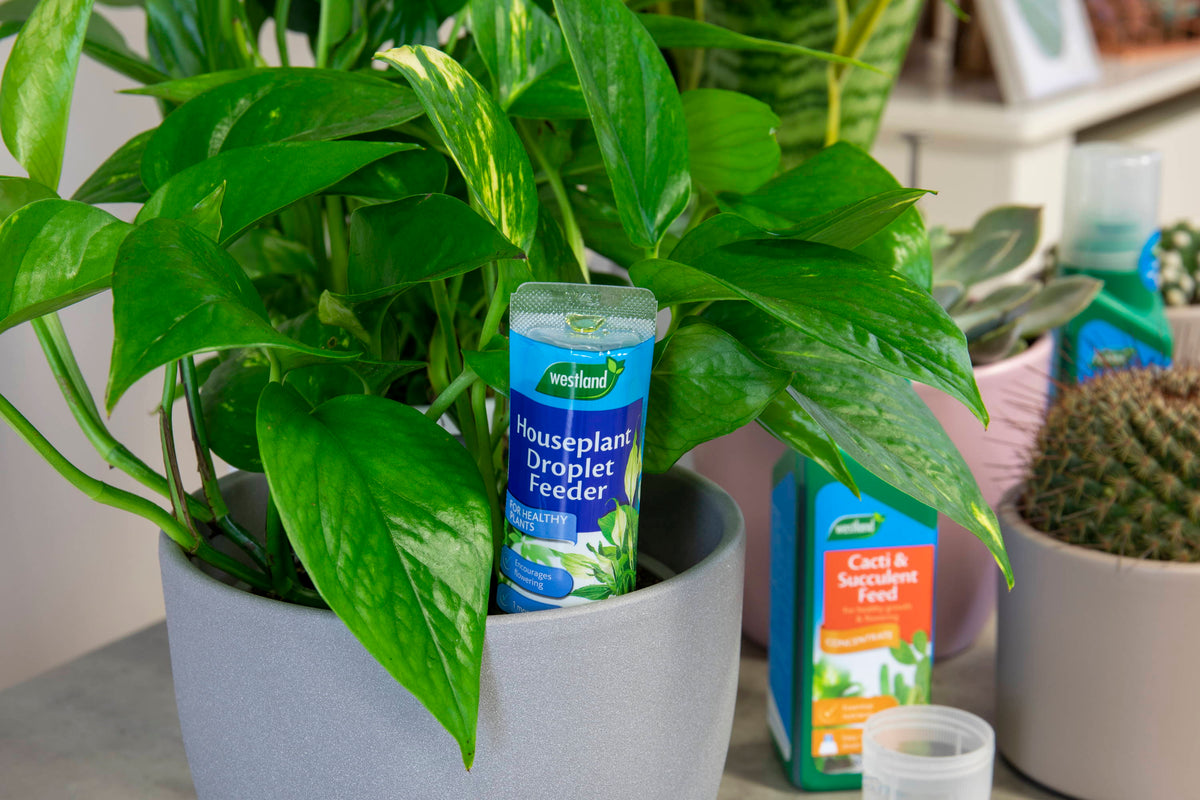 Houseplant Feeds