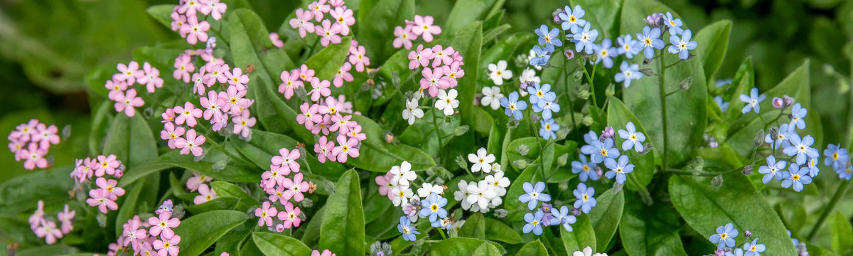 Forget-me-not (Myosotis)