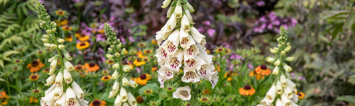 Digitalis