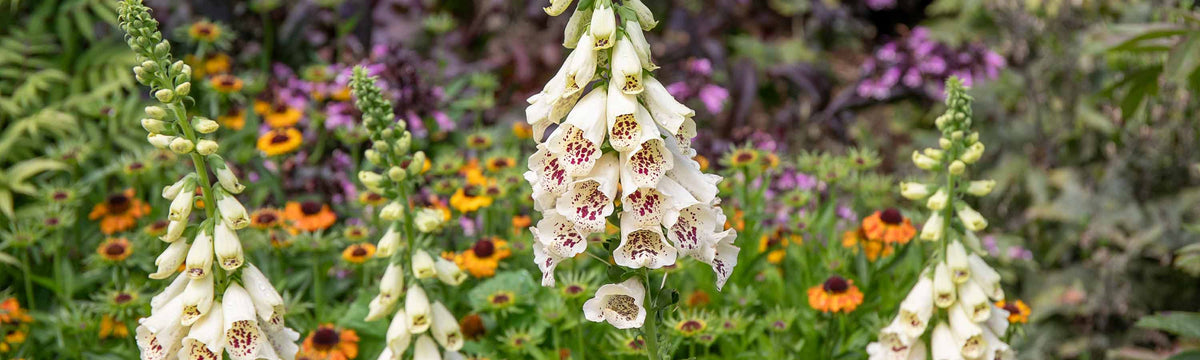 Annual & Biennial Flower Seeds