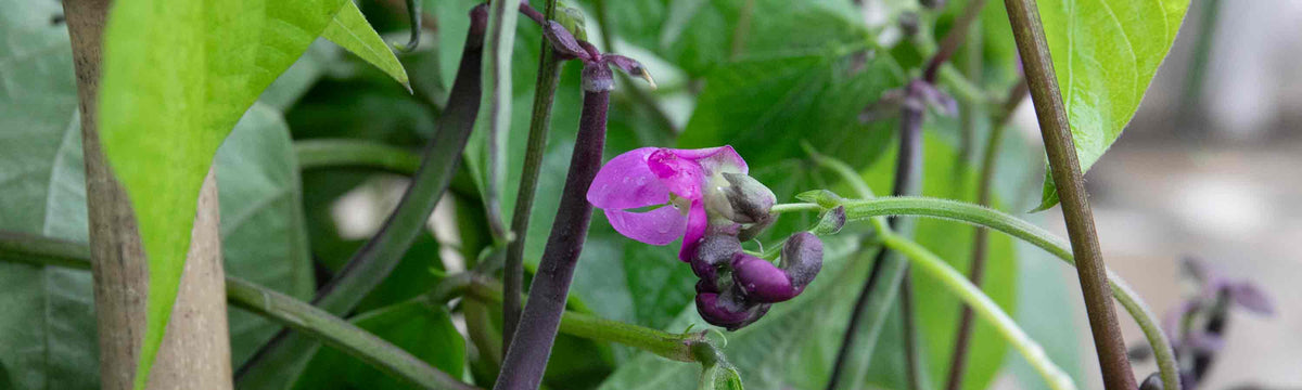 French Bean Seeds