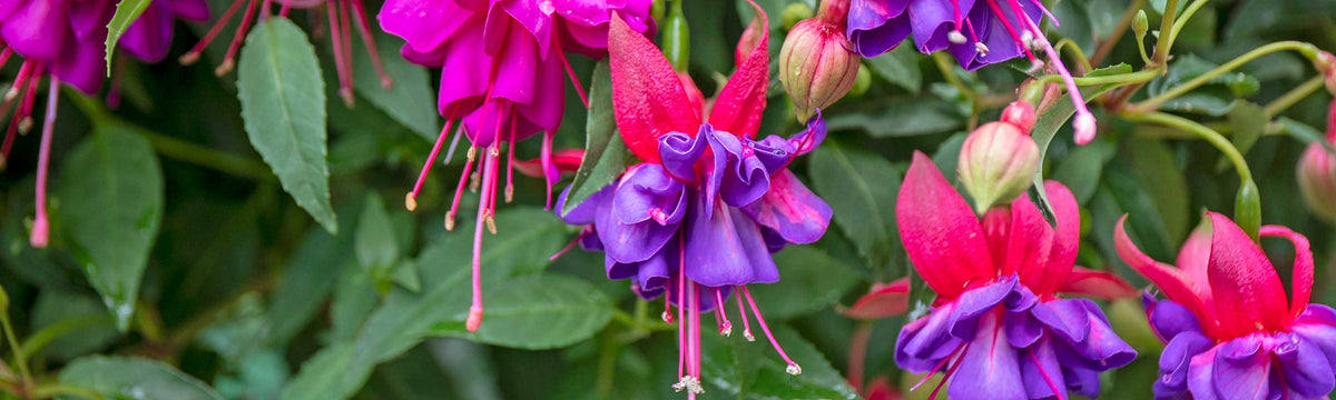 Fuchsia Plants
