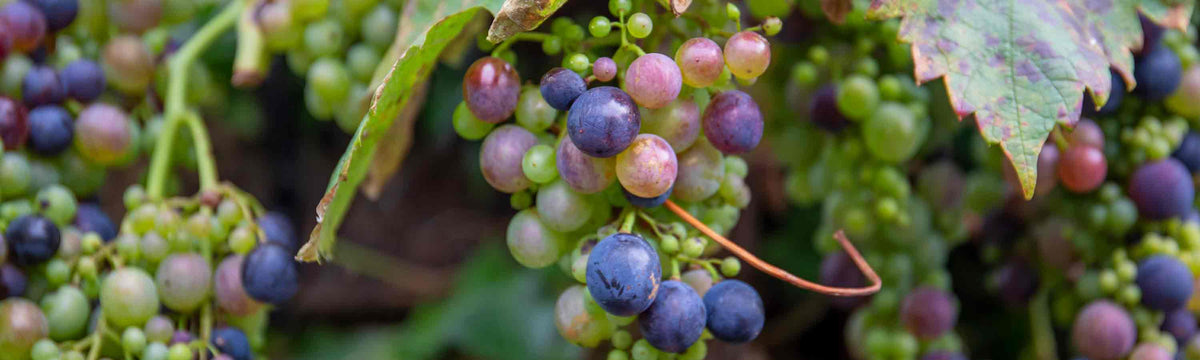 Grape Vines