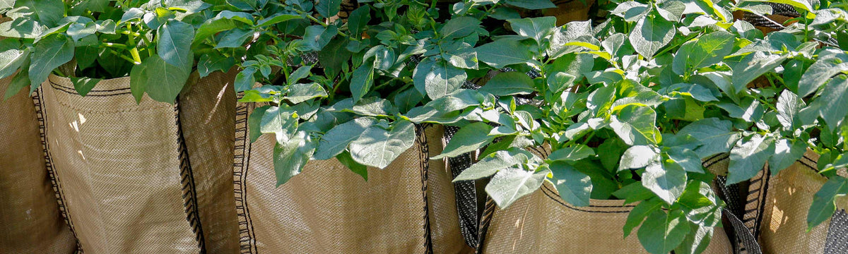 Grow Beds & Grow Sacks