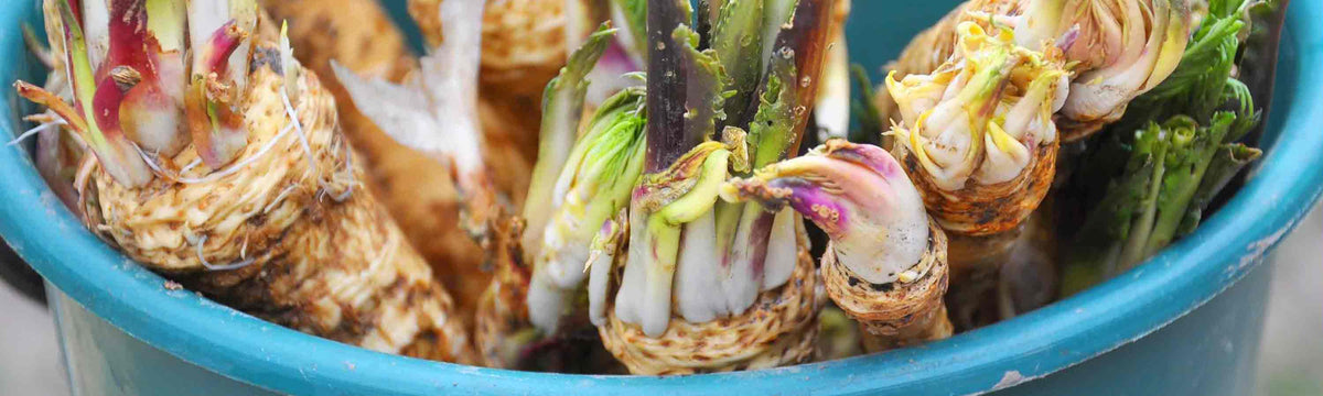 horseradish