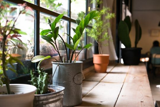 Indoor Compost
