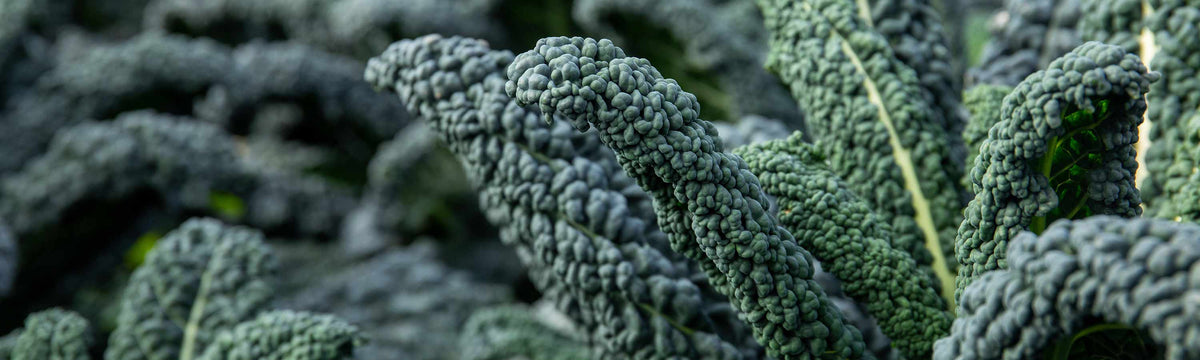 Kale Plants