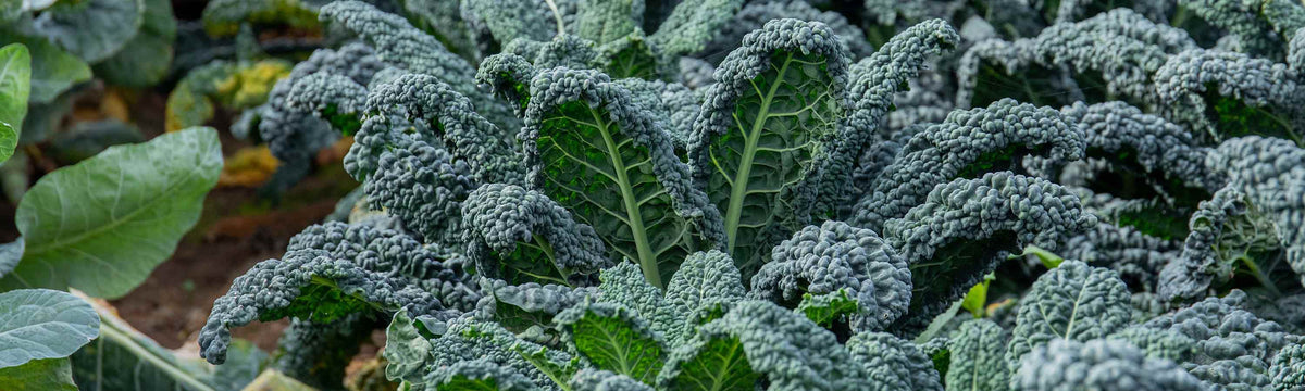 Kale Seeds